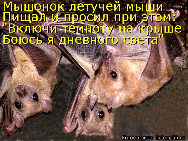 Мышонок летучей мыши Пищал и просил при этом: "Включи темноту на крыше Боюсь я дневного света"... Котоматрица: Мышонок летучей мыши Пищал и просил при этом: "Включи темноту на крыше Боюсь я дневного света"