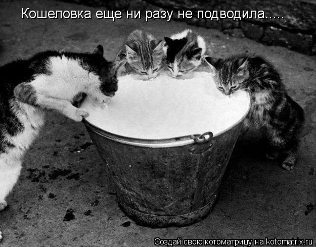 Котоматрица: Кошеловка еще ни разу не подводила.....