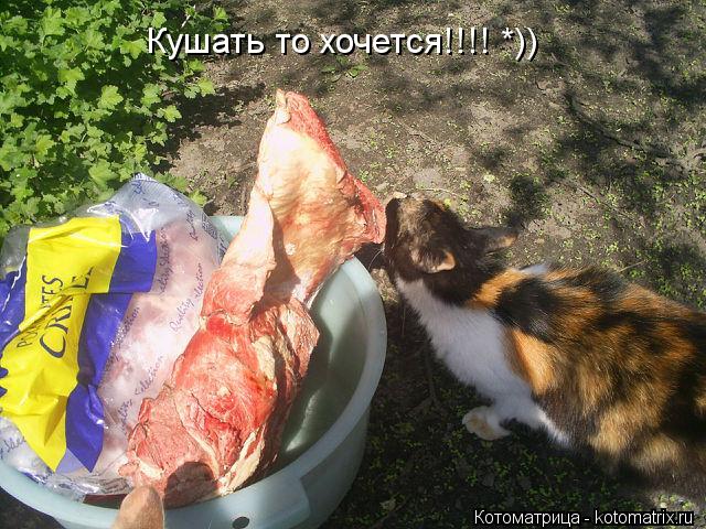 Кушать то хочется!!!! *))... Котоматрица: Кушать то хочется!!!! *))