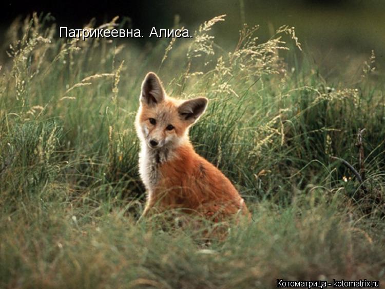 Котоматрица: Патрикеевна. Алиса.