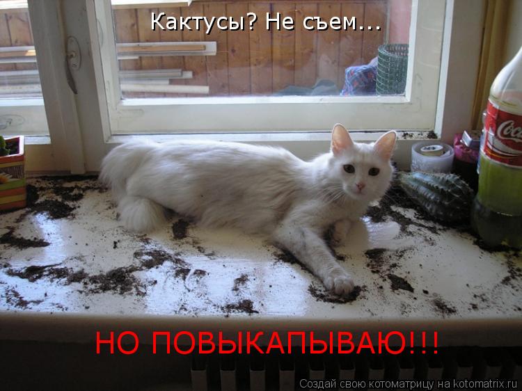 Котоматрица: Кактусы? Не съем... НО ПОВЫКАПЫВАЮ!!!