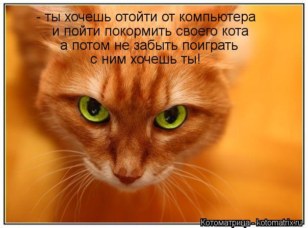 - ты хочешь отойти от компьютера и пойти покормить своего кота а потом не забыть поиграть с ним хочеш... Котоматрица: - ты хочешь отойти от компьютера и пойти покормить своего кота а потом не забыть поиграть с ним хочешь ты!