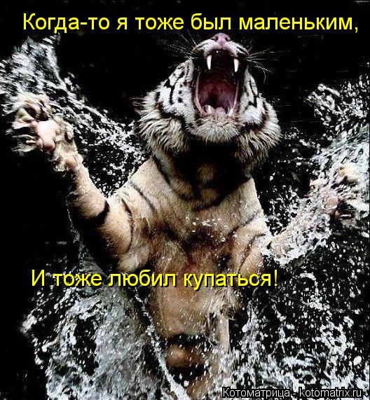 Когда-то я тоже был маленьким, И тоже любил купаться!... Котоматрица: Когда-то я тоже был маленьким, И тоже любил купаться!