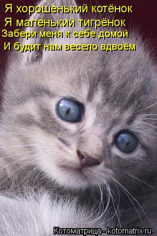 Я хорошенький котёнок Я маленький тигрёнок Забери меня к себе домой И будит нам весело вдвоём... Котоматрица: Я хорошенький котёнок Я маленький тигрёнок Забери меня к себе домой И будит нам весело вдвоём