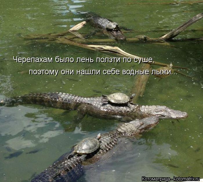 Черепахам было лень ползти по суше, поэтому они нашли себе водные лыжи...... Котоматрица: Черепахам было лень ползти по суше, поэтому они нашли себе водные лыжи...