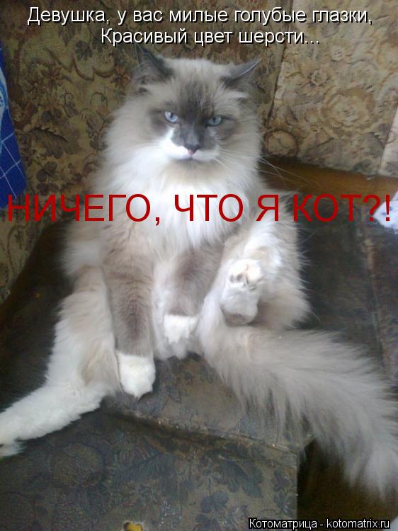Девушка, у вас милые голубые глазки, Красивый цвет шерсти... НИЧЕГО, ЧТО Я КОТ?!... Котоматрица: Девушка, у вас милые голубые глазки, Красивый цвет шерсти... НИЧЕГО, ЧТО Я КОТ?!