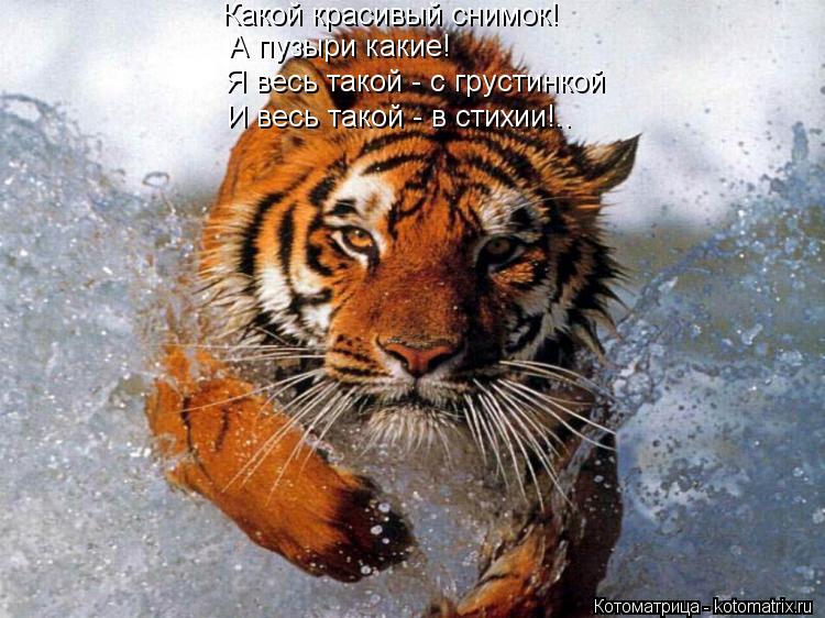 Котоматрица: Какой красивый снимок! А пузыри какие! Я весь такой - с грустинкой И весь такой - в стихии!..