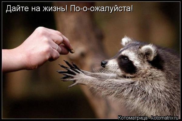 Дайте на жизнь! По-о-ожалуйста!... Котоматрица: Дайте на жизнь! По-о-ожалуйста!