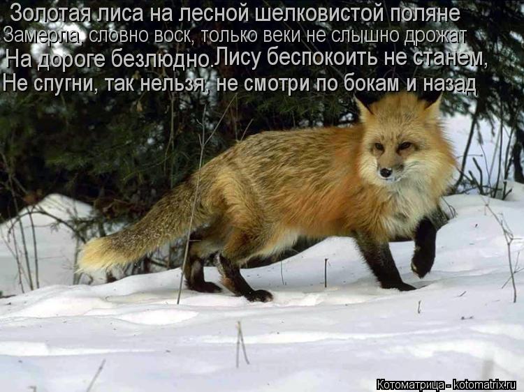 Золотая лиса на лесной шелковистой поляне Замерла, словно воск, только веки не слышно дрожат На дорог... Котоматрица: Золотая лиса на лесной шелковистой поляне Замерла, словно воск, только веки не слышно дрожат На дороге безлюдно. Лису беспокоить не станем,
