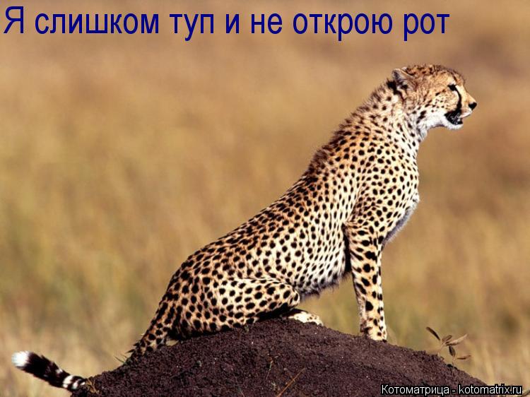 Я слишком туп и не открою рот... Котоматрица: Я слишком туп и не открою рот