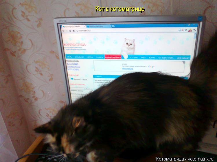 Кот в котоматрице... Котоматрица: Кот в котоматрице