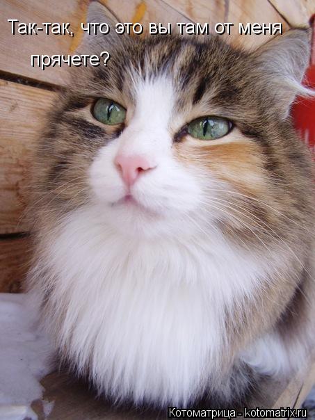 Котоматрица: Так-так, что это вы там от меня прячете?