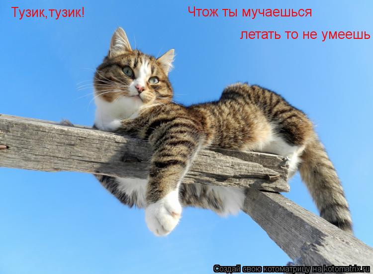 Котоматрица: Тузик,тузик! Чтож ты мучаешься летать то не умеешь