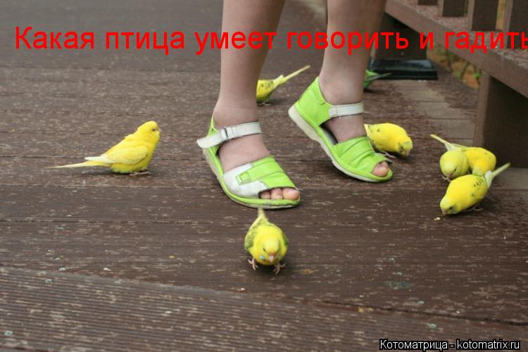 Какая птица умеет говорить и гадить... Котоматрица: Какая птица умеет говорить и гадить