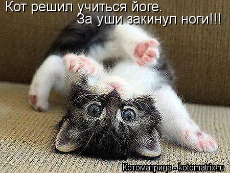Кот решил учиться йоге. За уши закинул ноги!!!... Котоматрица: Кот решил учиться йоге. За уши закинул ноги!!!