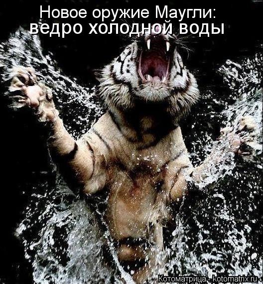 Котоматрица: Новое оружие Маугли:  ведро холодной воды
