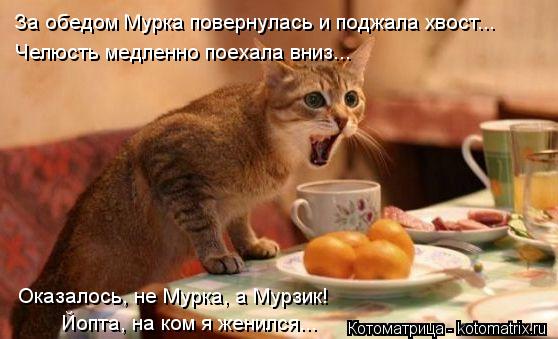 За обедом Мурка повернулась и поджала хвост... Челюсть медленно поехала вниз... Оказалось, не Мурка, ... Котоматрица: За обедом Мурка повернулась и поджала хвост... Челюсть медленно поехала вниз... Оказалось, не Мурка, а Мурзик! Йопта, на ком я женился...