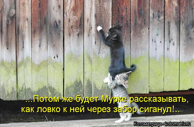 ...Потом же будет Мурке рассказывать, как ловко к ней через забор сиганул!..... Котоматрица: ...Потом же будет Мурке рассказывать, как ловко к ней через забор сиганул!..