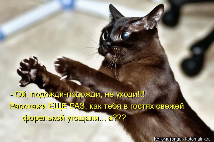 Котоматрица: - Ой, подожди-подожди, не уходи!!! Расскажи ЕЩЕ РАЗ, как тебя в гостях свежей форелькой угощали... а???