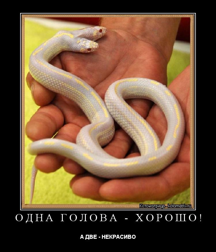 ОДНА ГОЛОВА - ХОРОШО! А ДВЕ - НЕКРАСИВО... Котоматрица: ОДНА ГОЛОВА - ХОРОШО! А ДВЕ - НЕКРАСИВО