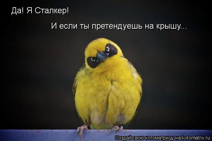 Да! Я Сталкер! И если ты претендуешь на крышу...... Котоматрица: Да! Я Сталкер! И если ты претендуешь на крышу...