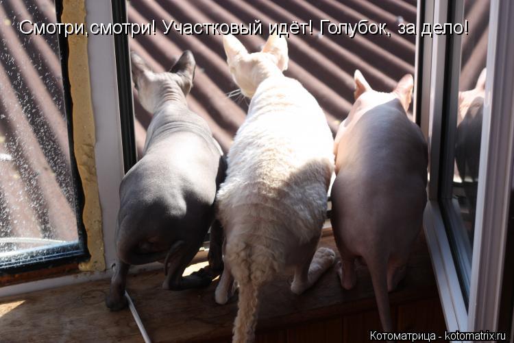 Котоматрица: Смотри,смотри! Участковый идёт! Голубок, за дело!