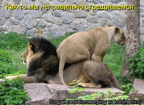Как-то мы неправильно скрещиваемся.... Котоматрица: Как-то мы неправильно скрещиваемся.
