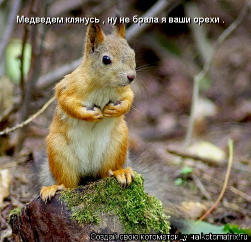 Медведем клянусь , ну не брала я ваши орехи .... Котоматрица: Медведем клянусь , ну не брала я ваши орехи .