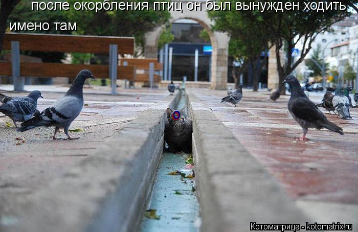 после окорбления птиц он был вынужден ходить имено там о о о... Котоматрица: после окорбления птиц он был вынужден ходить имено там о о о