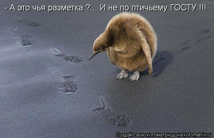 Котоматрица: - А это чья разметка ?... И не по птичьему ГОСТУ !!!