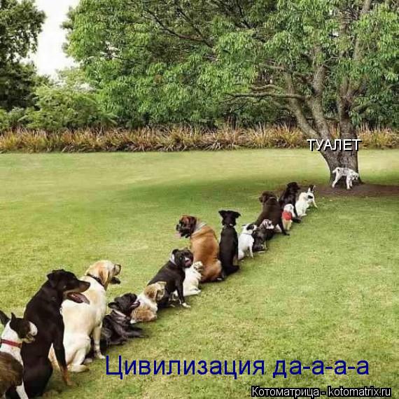 ТУАЛЕТ Цивилизация да-а-а-а... Котоматрица: ТУАЛЕТ Цивилизация да-а-а-а