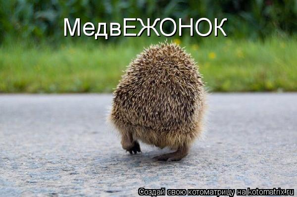 МедвЕЖОНОК... Котоматрица: МедвЕЖОНОК