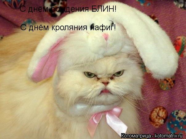 Котоматрица: С днём рождения БЛИН! С днём кроляния нафиг!