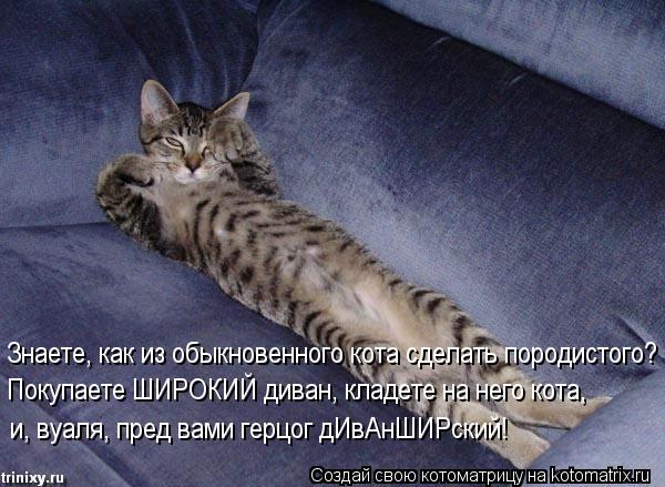 Знаете, как из обыкновенного кота сделать породистого? Покупаете ШИРОКИЙ диван, кладете на него кота,... Котоматрица: Знаете, как из обыкновенного кота сделать породистого? Покупаете ШИРОКИЙ диван, кладете на него кота, и, вуаля, пред вами герцог дИвАнШИРски