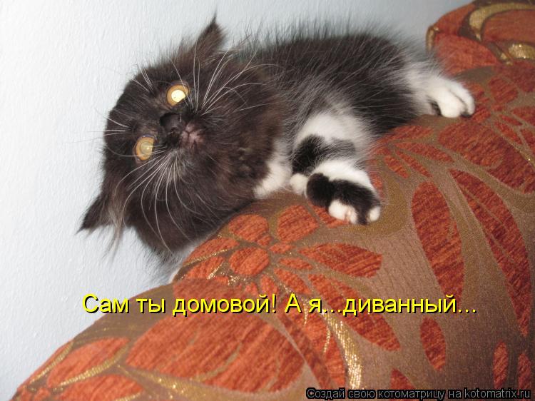 Сам ты домовой! А я...диванный...... Котоматрица: Сам ты домовой! А я...диванный...