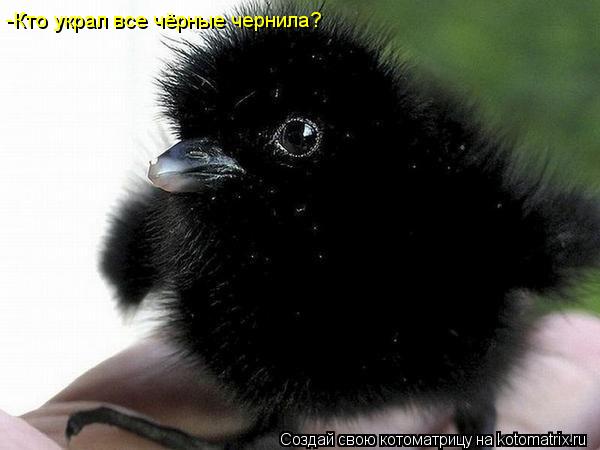 -Кто украл все чёрные чернила?... Котоматрица: -Кто украл все чёрные чернила?