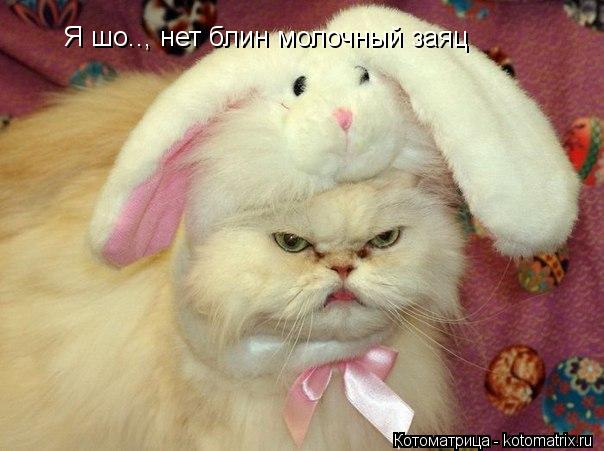 Я шо.., нет блин молочный заяц... Котоматрица: Я шо.., нет блин молочный заяц