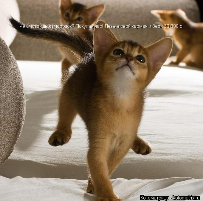 Чё смотришь отморозок? Покупай нас! Лезь в свой карман и бери 30 000 р!... Котоматрица: Чё смотришь отморозок? Покупай нас! Лезь в свой карман и бери 30 000 р!