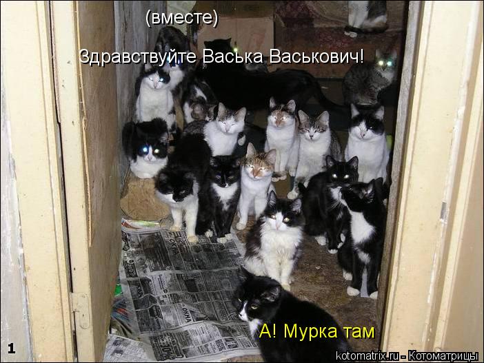 (вместе) Здравствуйте Васька Васькович! А! Мурка там... Котоматрица: (вместе) Здравствуйте Васька Васькович! А! Мурка там