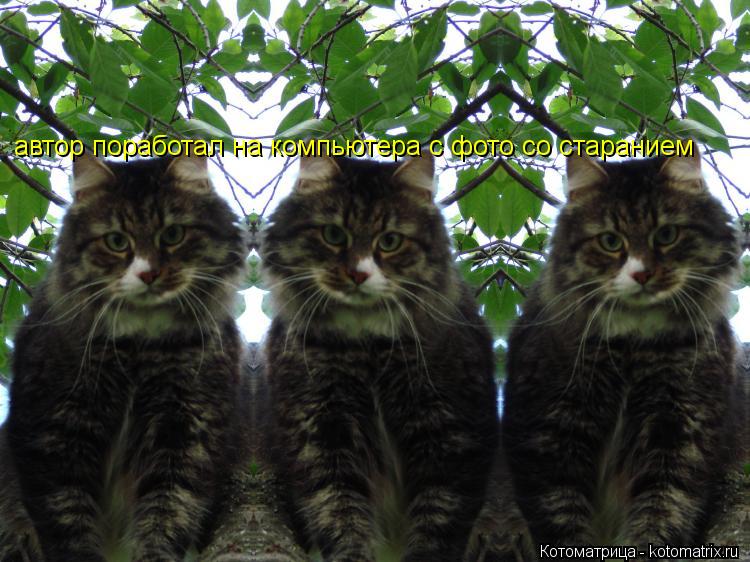 автор поработал на компьютера с фото со старанием... Котоматрица: автор поработал на компьютера с фото со старанием