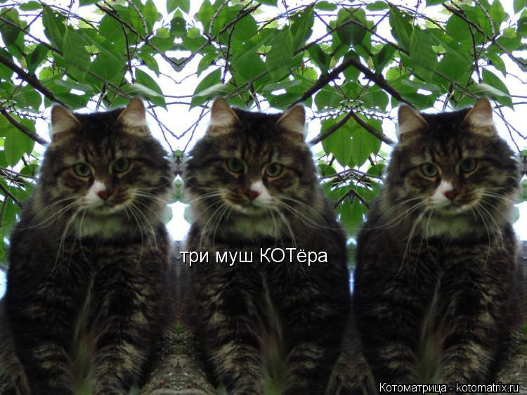 три муш КОТёра... Котоматрица: три муш КОТёра