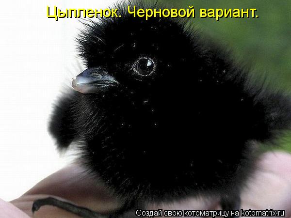 Котоматрица: Цыпленок. Черновой вариант.