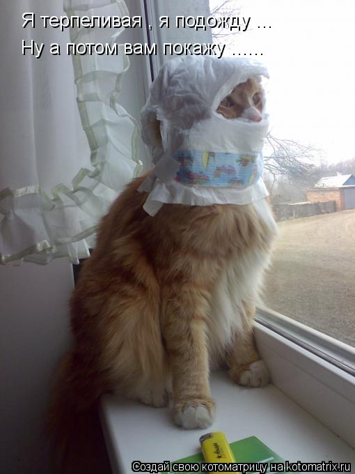 Котоматрица: Я терпеливая , я подожду ... Ну а потом вам покажу ......