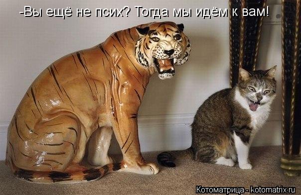 Котоматрица: -Вы ещё не псих? Тогда мы идём к вам!