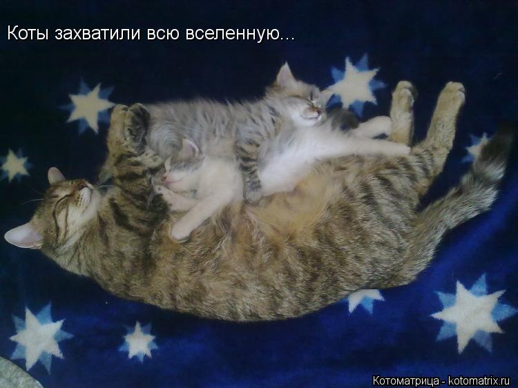 Коты захватили всю вселенную...... Котоматрица: Коты захватили всю вселенную...