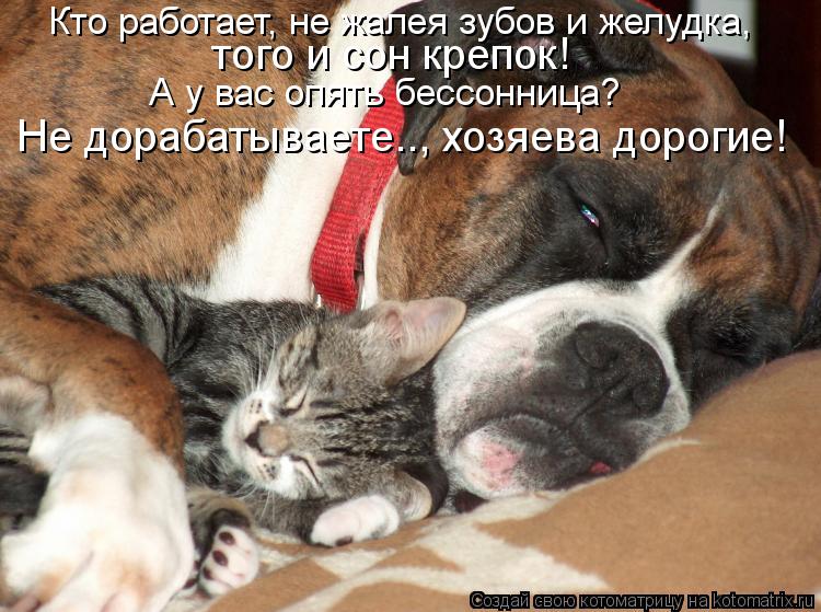 Котоматрица: Кто работает, не жалея зубов и желудка, того и сон крепок! А у вас опять бессонница? Не дорабатываете.., хозяева дорогие!