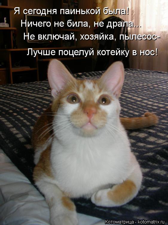 Я сегодня паинькой была! Ничего не била, не драла... Не включай, хозяйка, пылесос- Лучше поцелуй коте... Котоматрица: Я сегодня паинькой была! Ничего не била, не драла... Не включай, хозяйка, пылесос- Лучше поцелуй котейку в нос!