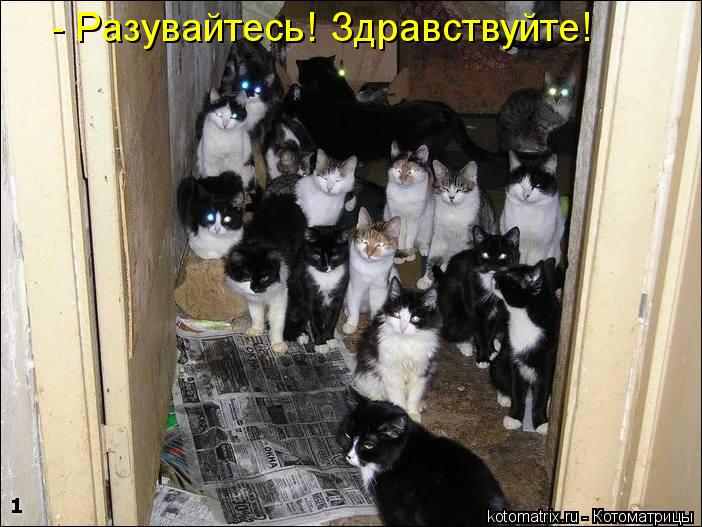 - Разувайтесь! Здравствуйте!... Котоматрица: - Разувайтесь! Здравствуйте!