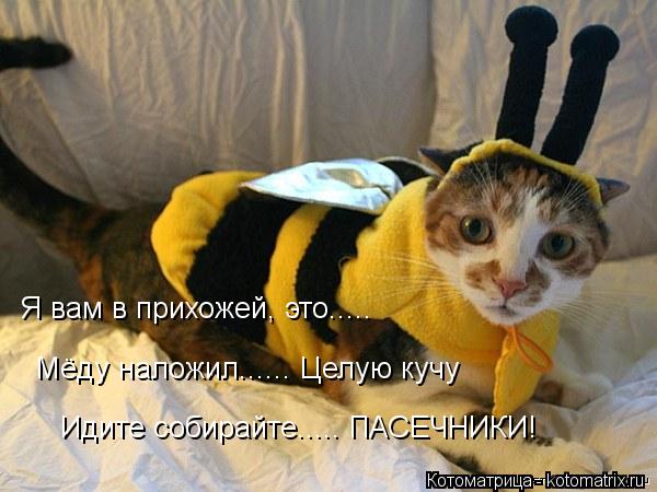 Я вам в прихожей, это..... Мёду наложил...... Целую кучу Идите собирайте..... ПАСЕЧНИКИ!... Котоматрица: Я вам в прихожей, это..... Мёду наложил...... Целую кучу Идите собирайте..... ПАСЕЧНИКИ!