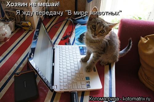 Хозяин не мешай! Я жду передачу "В мире животных"... Котоматрица: Хозяин не мешай! Я жду передачу "В мире животных"